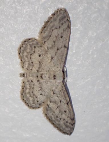 Réf. 334 398 : Idaea seriata